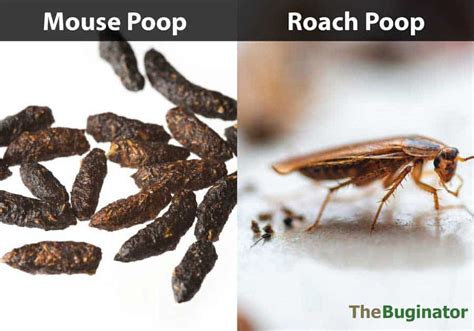 roach poop pictures|Cockroach Poop: How to Identify and Clean Roach .